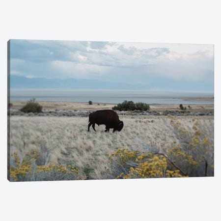 Bison In The Field Canvas Print #CVA151} by Chelsea Victoria Canvas Wall Art