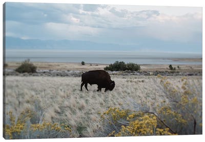 Bison In The Field Canvas Art Print - Chelsea Victoria