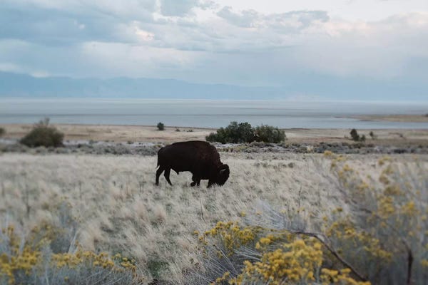 Bison In The Field