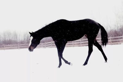Black Horse In The Snow by Chelsea Victoria acrylic art print