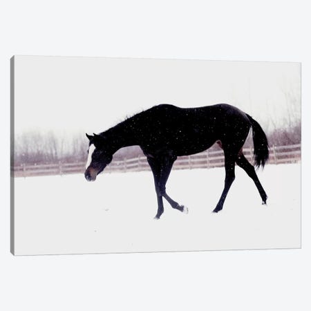 Black Horse In The Snow Canvas Print #CVA152} by Chelsea Victoria Canvas Art