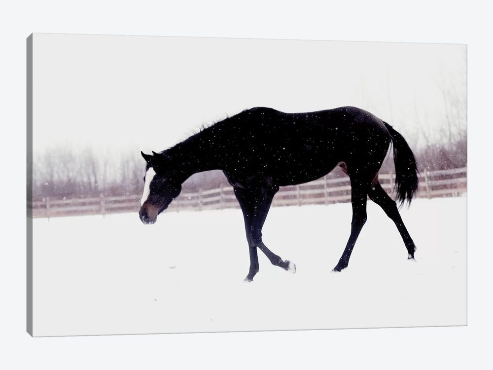 Black Horse In The Snow by Chelsea Victoria 1-piece Canvas Wall Art
