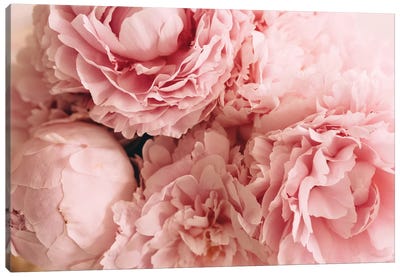 Blush Peonies Canvas Art Print - Pink Art