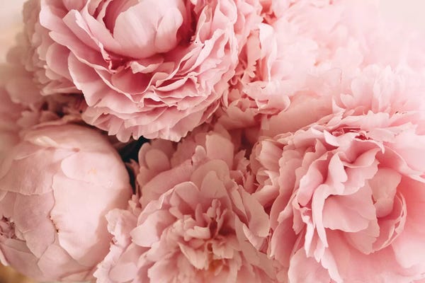 Nature Close-Ups: Blush Peonies by Chelsea Victoria