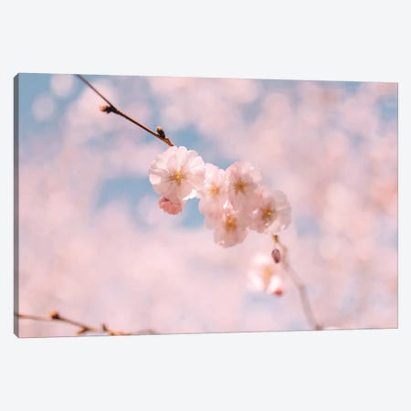 Cherry Blossom I Canvas Print #CVA155} by Chelsea Victoria Canvas Print