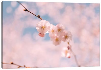 Cherry Blossom I Canvas Art Print - Rose Quartz & Serenity