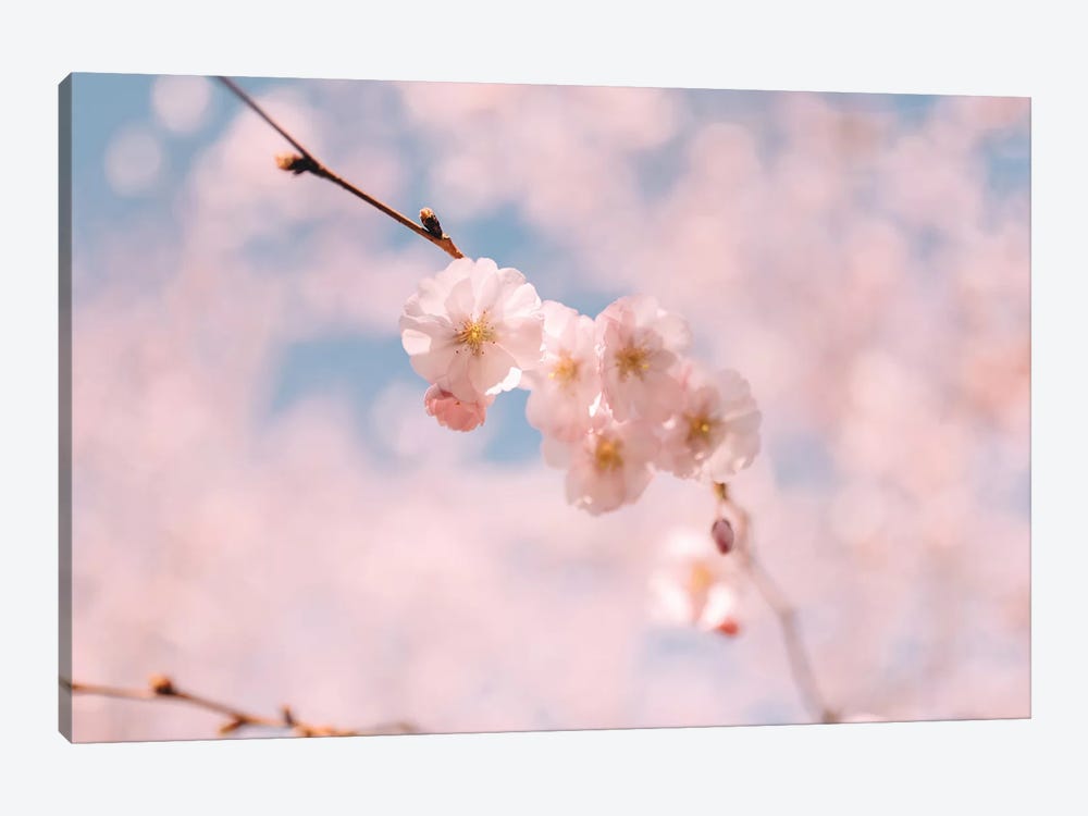 Cherry Blossom I by Chelsea Victoria 1-piece Canvas Art Print