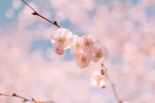 2016 | Rose Quartz & Serenity: Cherry Blossom I by Chelsea Victoria