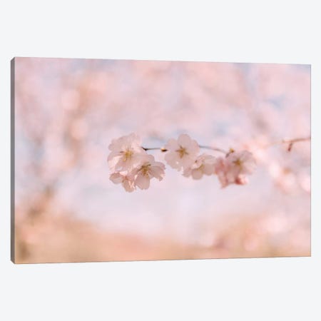 Cherry Blossom II Canvas Print #CVA156} by Chelsea Victoria Canvas Art Print