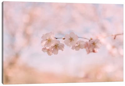 Cherry Blossom II Canvas Art Print - Rose Quartz & Serenity