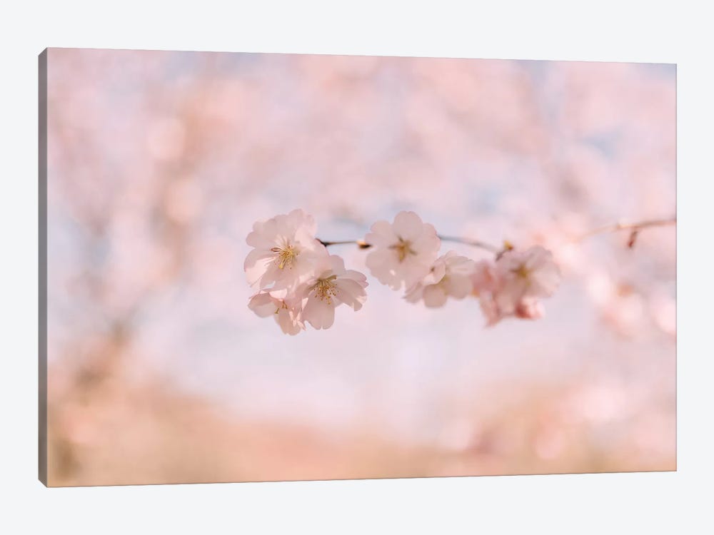 Cherry Blossom II by Chelsea Victoria 1-piece Canvas Artwork