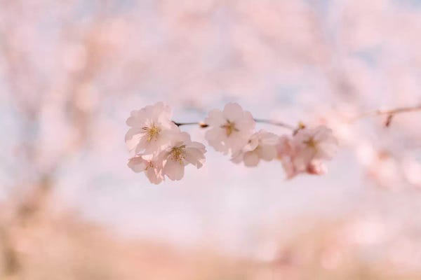 Cherry Trees: Cherry Blossom II by Chelsea Victoria