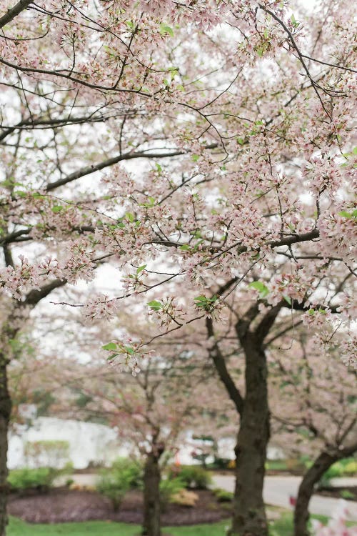 Cherry Blossoms