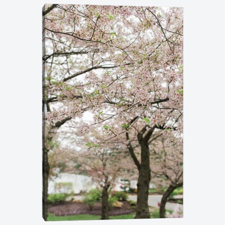 Cherry Blossoms Canvas Print #CVA157} by Chelsea Victoria Canvas Print