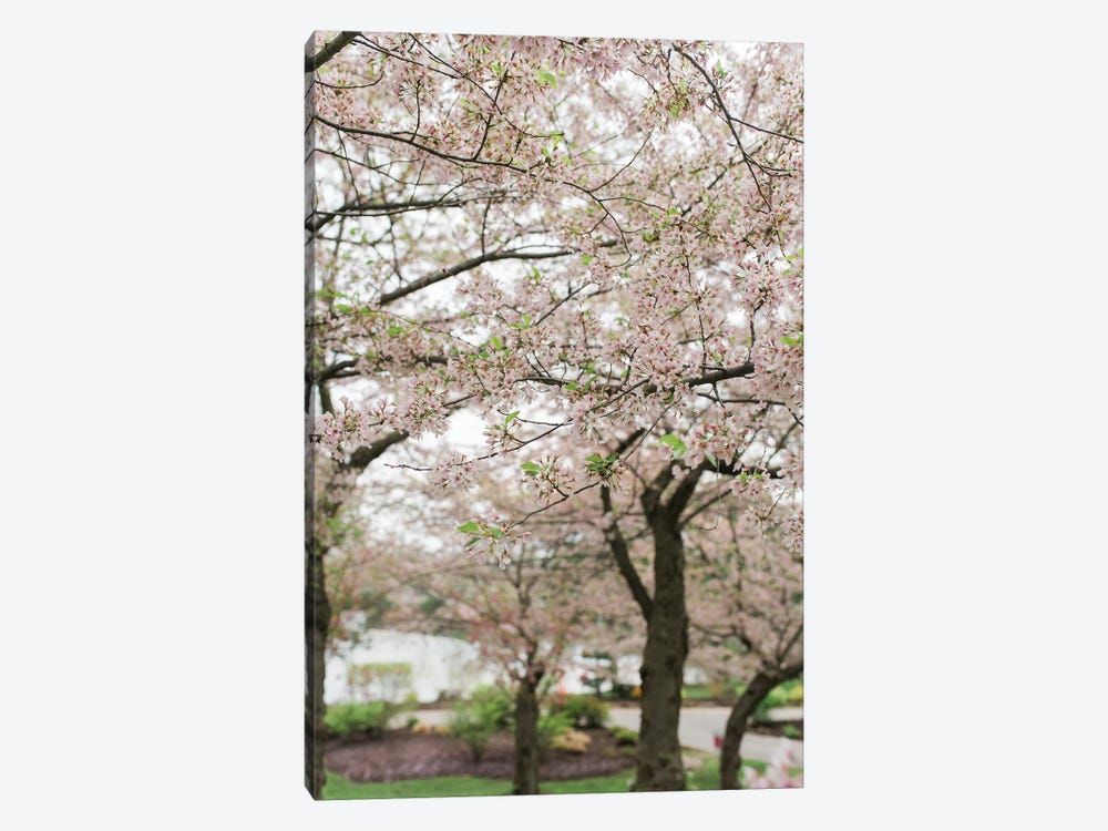 Cherry Blossoms by Chelsea Victoria 1-piece Canvas Art Print