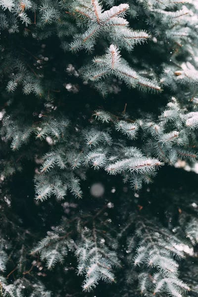 Evergreen Trees: Falling Snow by Chelsea Victoria