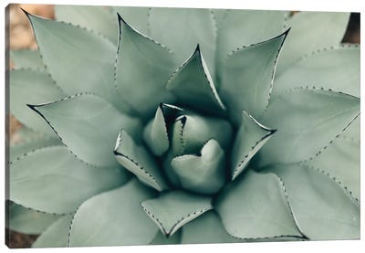 Mint Succulent I Canvas Art Print - Spa
