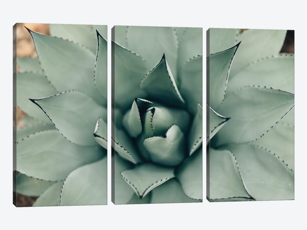 Mint Succulent I by Chelsea Victoria 3-piece Canvas Art