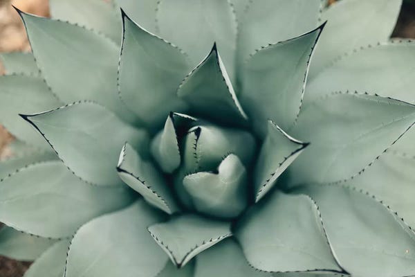 Succulents: Mint Succulent I by Chelsea Victoria