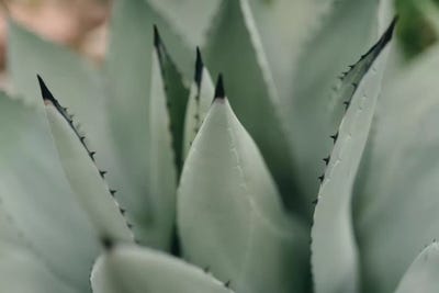 Mint Succulent II by Chelsea Victoria acrylic art print