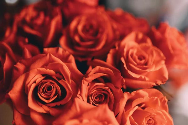 Floral Close-Ups: Orange Roses by Chelsea Victoria