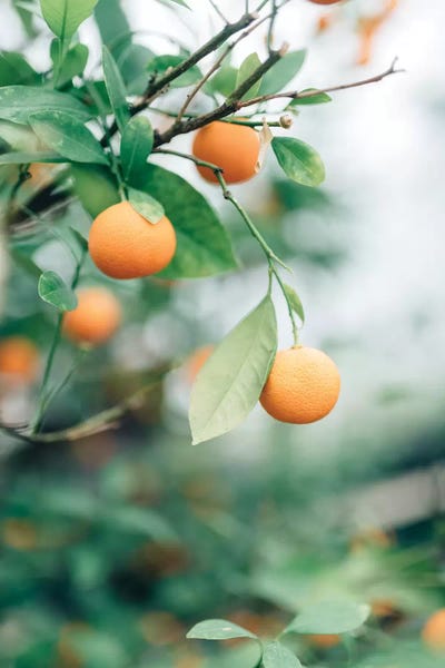 Chelsea Victoria: Orange Tree by Chelsea Victoria