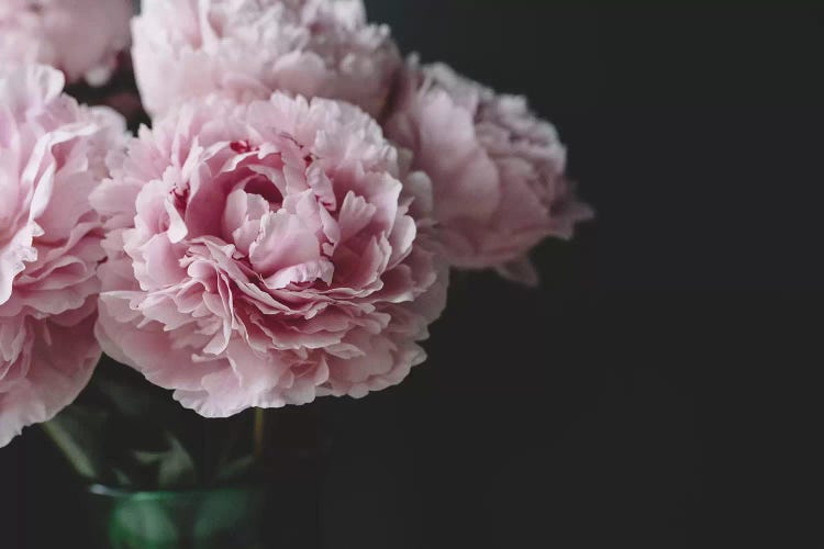 Peonies On Black I by Chelsea Victoria wall art