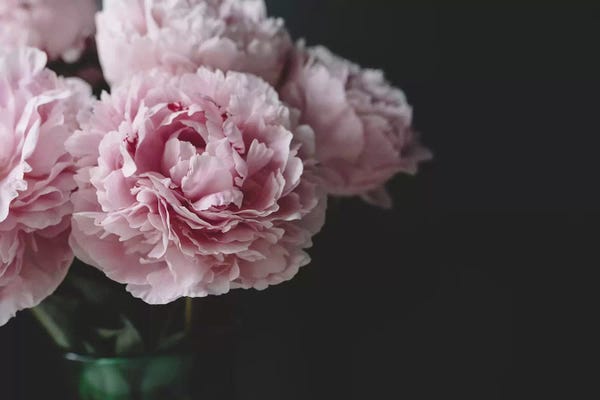 Black & Pink: Peonies On Black I by Chelsea Victoria