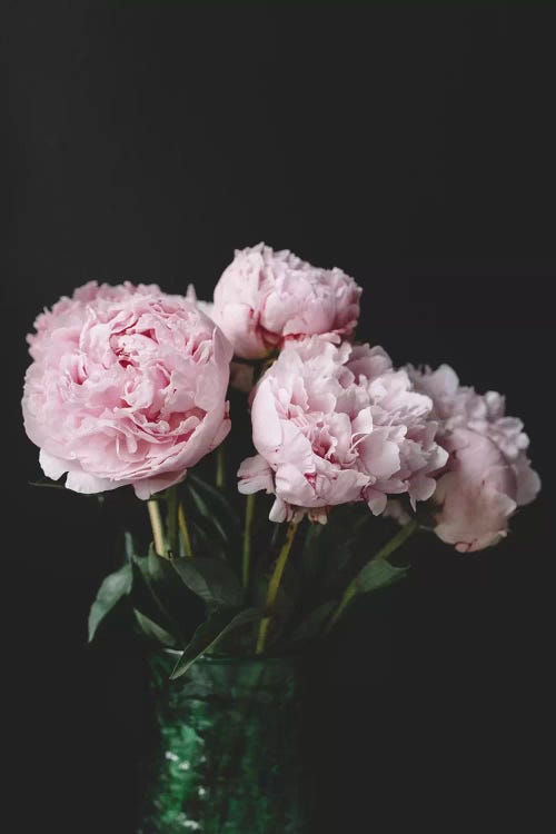 Peonies On Black II