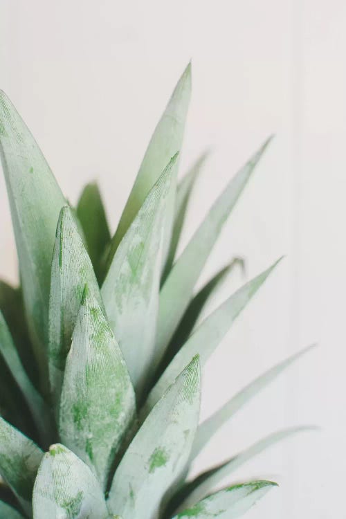 Pineapple Top I by Chelsea Victoria wall art