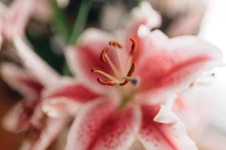 Pink Lilies I