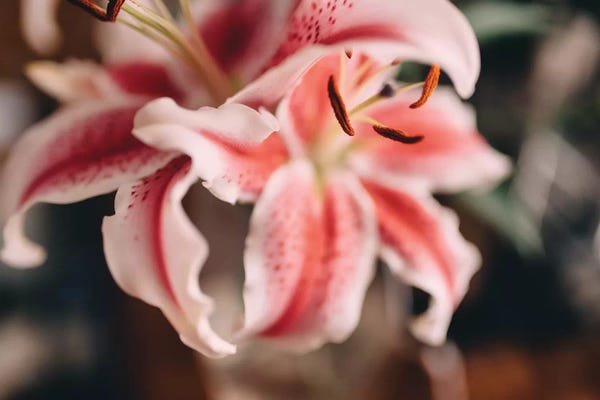 Chelsea Victoria: Pink Lilies II by Chelsea Victoria