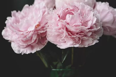Pink Peonies by Chelsea Victoria canvas print