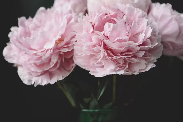Black & Pink: Pink Peonies by Chelsea Victoria