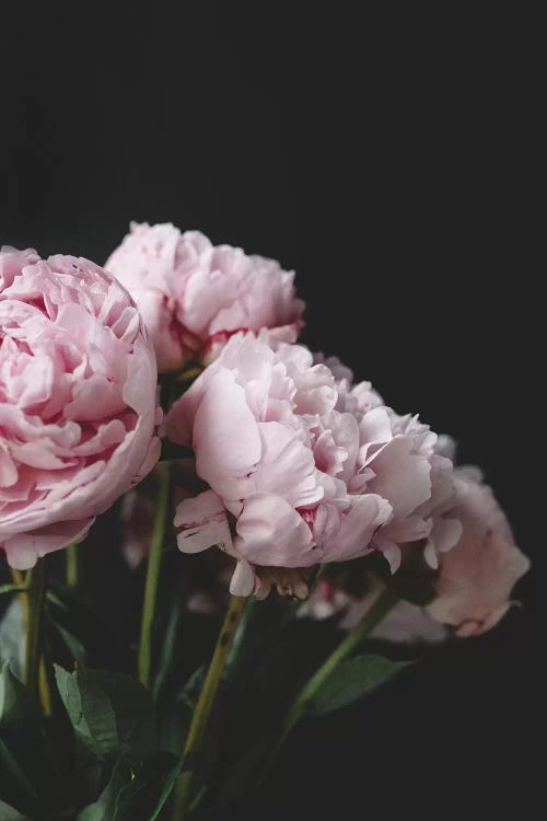 Pink Peonies On Black I by Chelsea Victoria wall art