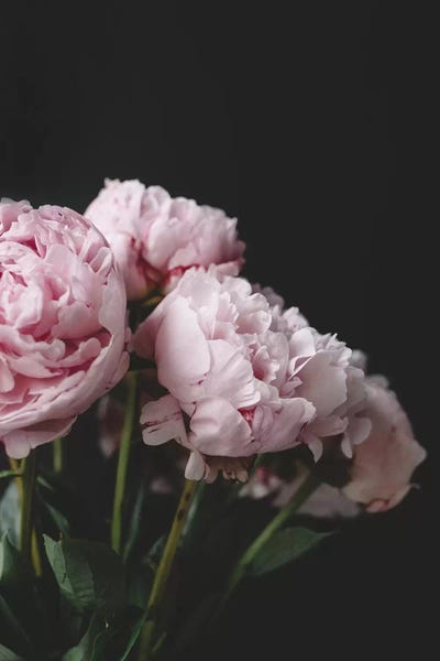 Pink Peonies On Black I
