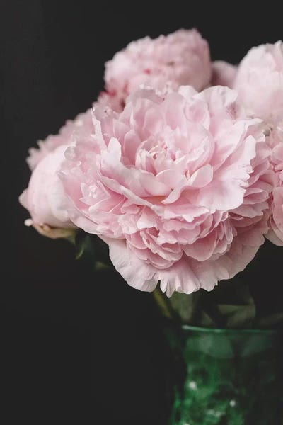 Still Life Photography: Pink Peonies On Black II by Chelsea Victoria