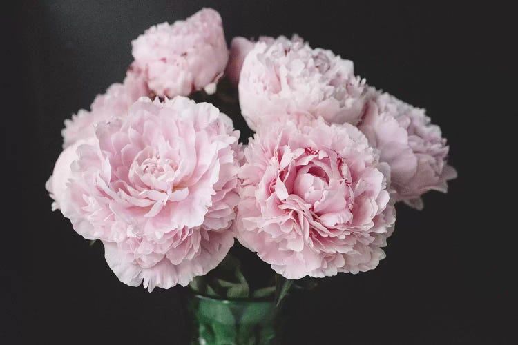 Pink Peonies On Black III