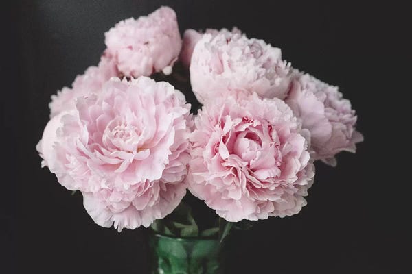 Black & Pink: Pink Peonies On Black III by Chelsea Victoria