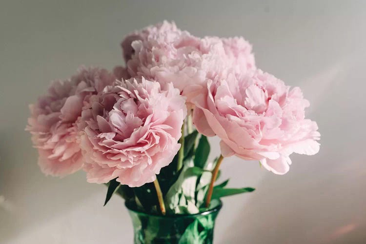 Pink Peonies On White I