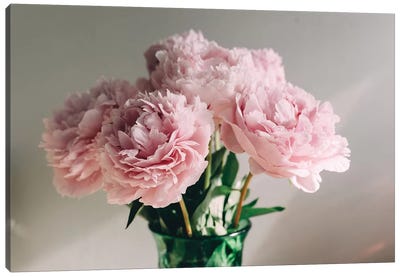 Pink Peonies On White I Canvas Art Print - Still Life Photography