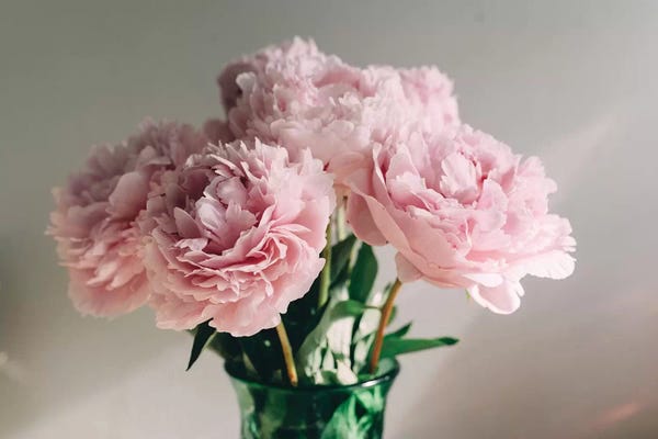 Peonies: Pink Peonies On White I by Chelsea Victoria