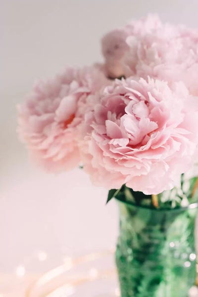 Pink Peonies On White II