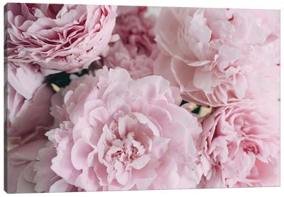 Pink Peonies Top Canvas Art Print - Floral Close-Up Art