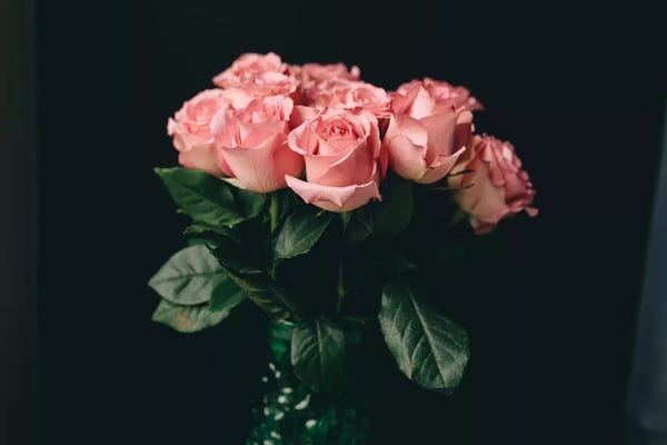 Still Life Photography: Pink Roses On Black I by Chelsea Victoria