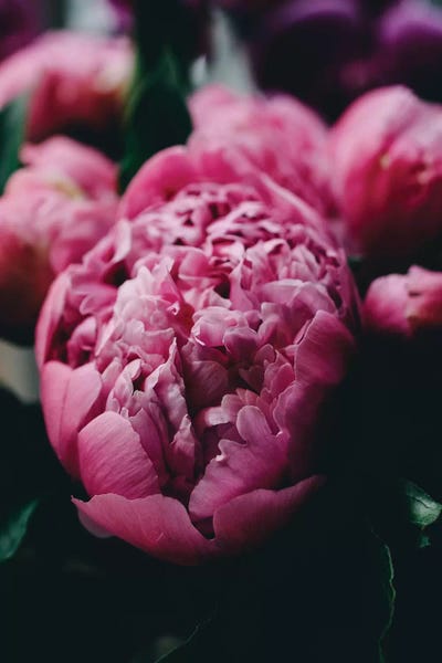 Black & Pink: Purple Peony by Chelsea Victoria