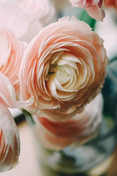 Ranunculus I by Chelsea Victoria wall art