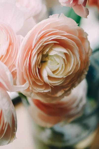 Floral Close-Ups: Ranunculus I by Chelsea Victoria