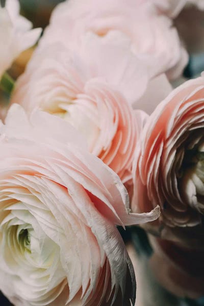 Ranunculi: Ranunculus II by Chelsea Victoria