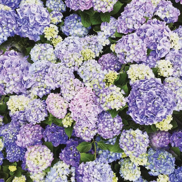 Macro Photography: Crazy In Love I by Chelsea Victoria